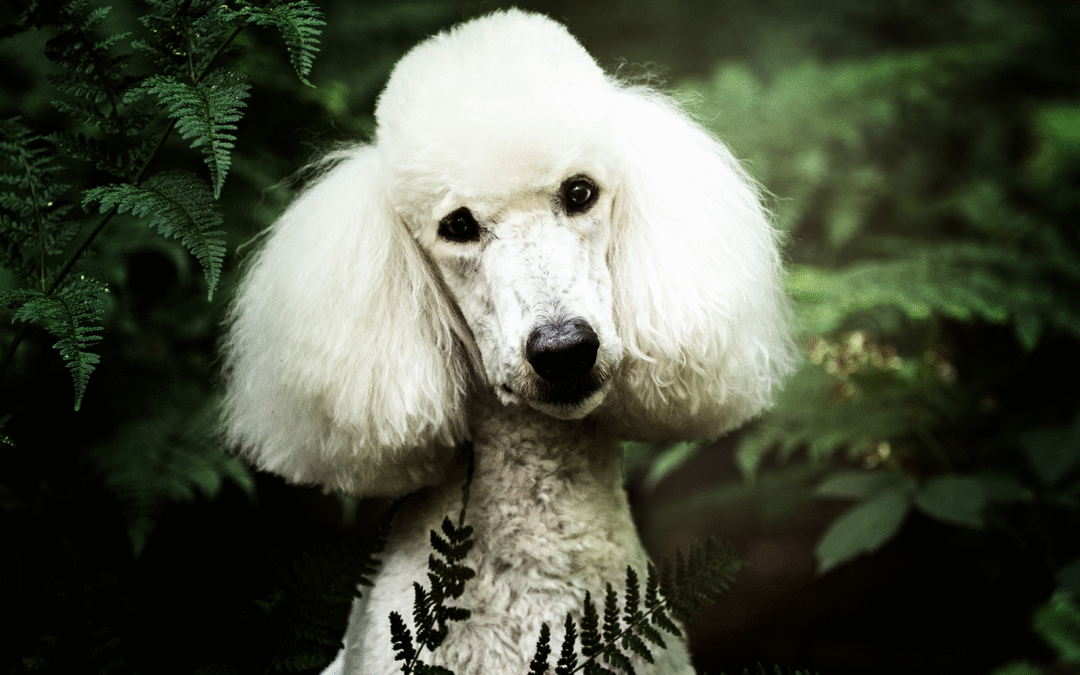 Dog Preparation: brochure for Dogs