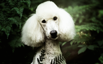 Dog Preparation: brochure for Dogs