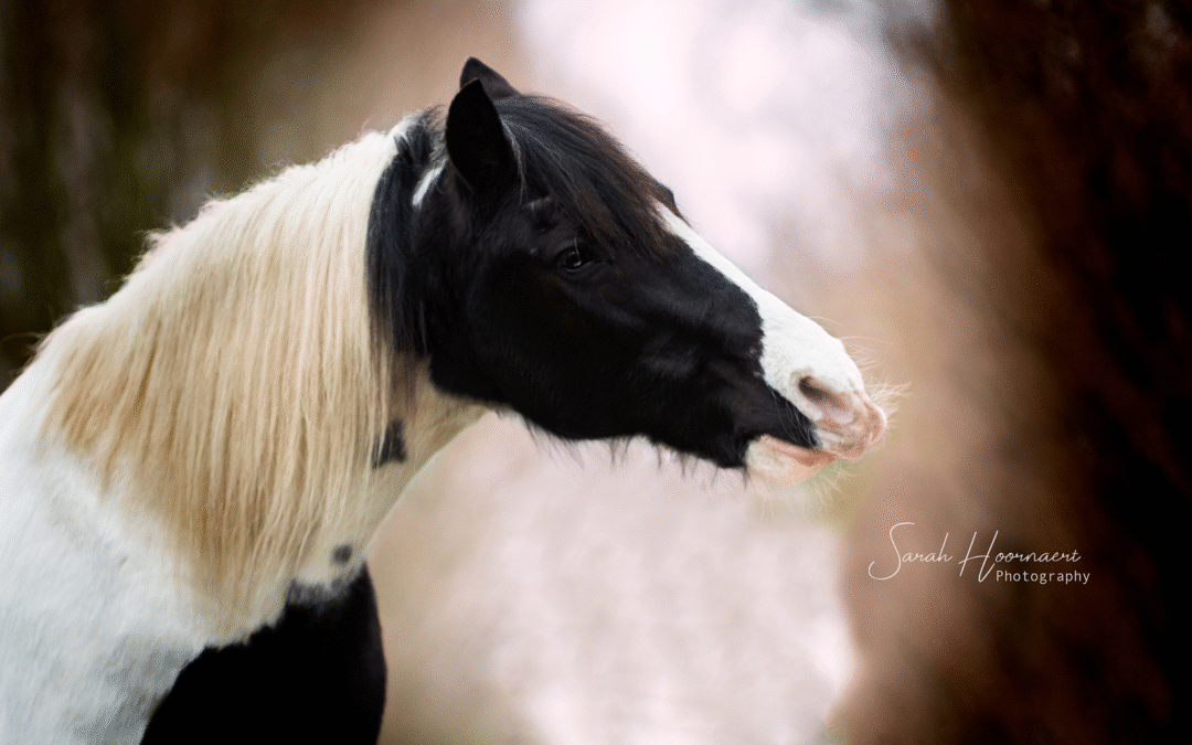 Horse Preparation: brochure for Horses