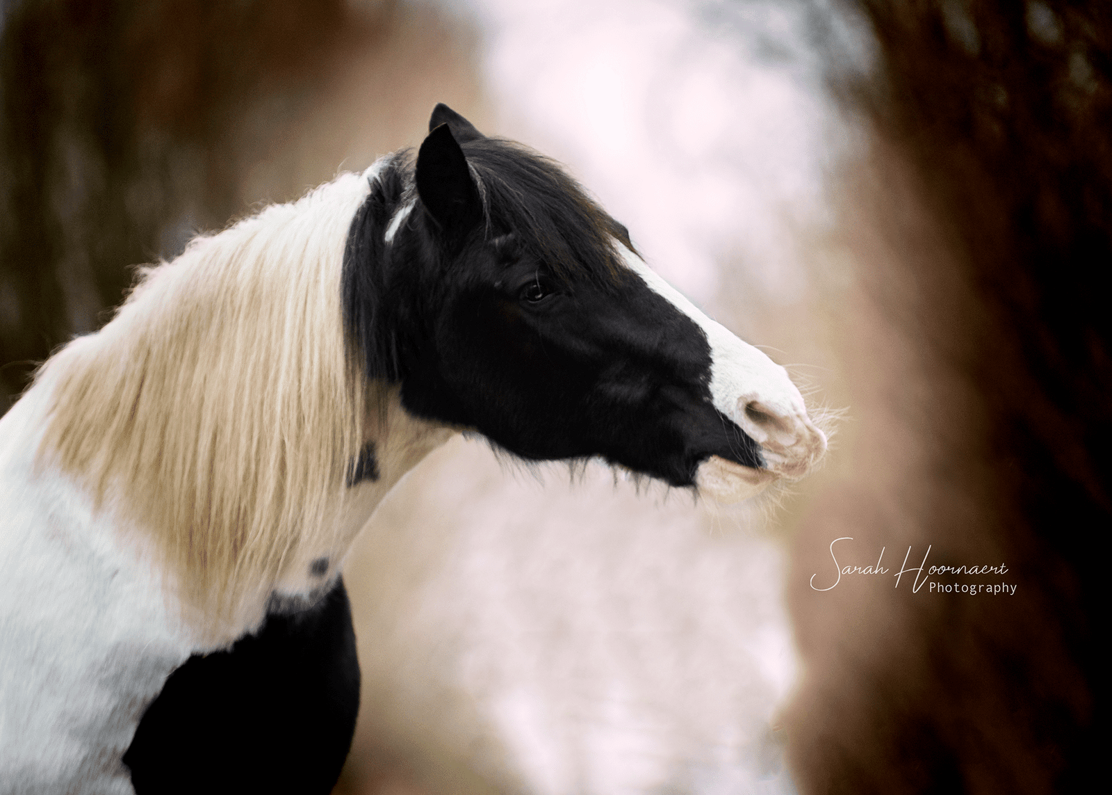 Horse Preparation: brochure for Horses