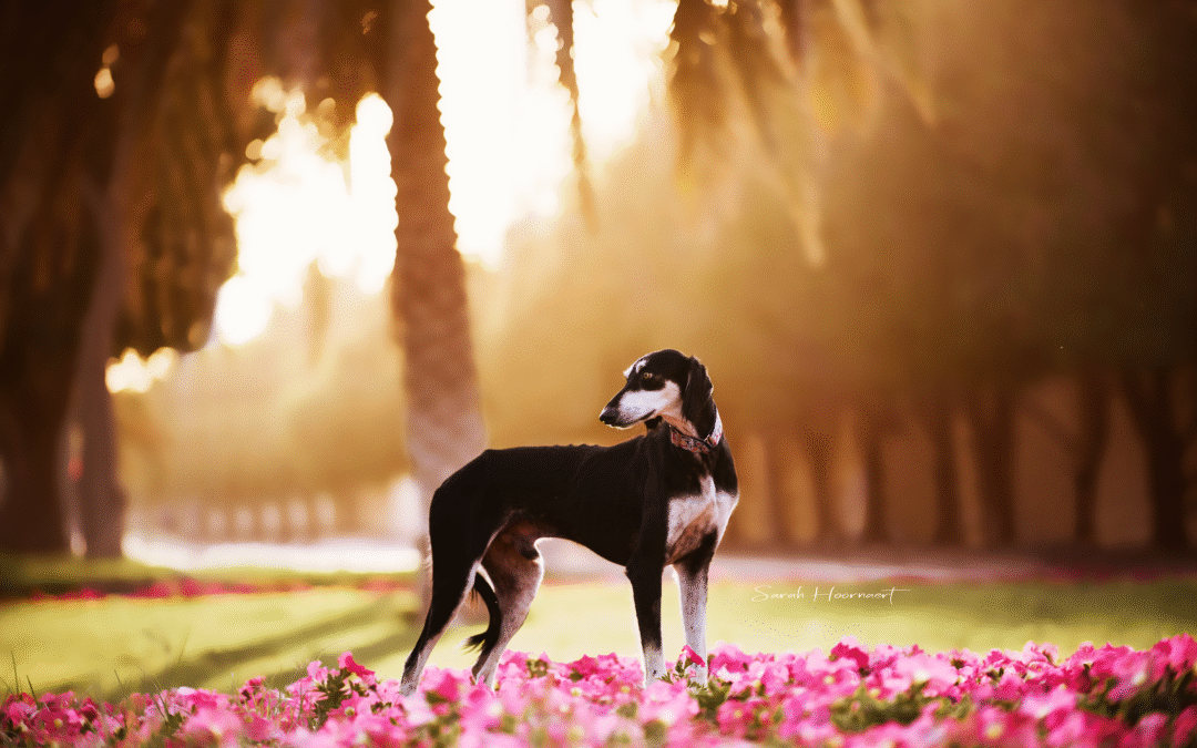 Animal Photography Locations in Abu Dhabi: Where Should We Have Your Photoshoot?