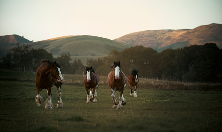 SHPhotography-1450 1