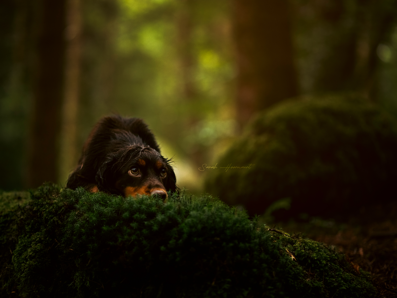 Whispers of the Highlands: A Dreamy Journey Through Scotland With Dogs & Horses