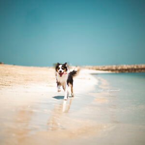 Dog at the Beach Print