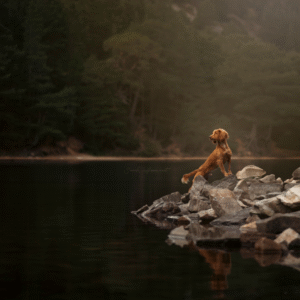 On Rocks By The Lake Print