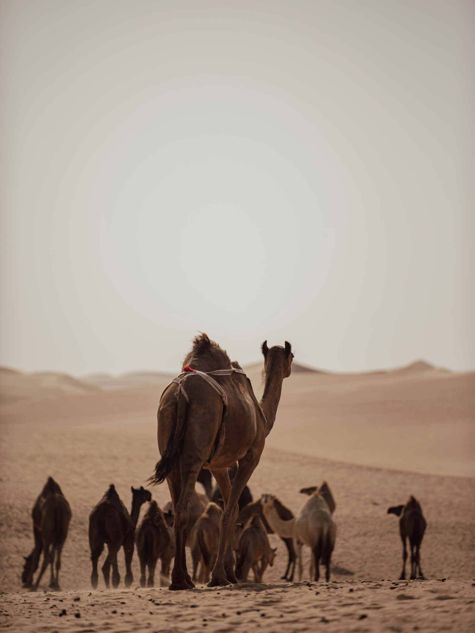 Caravan of Camels mom Print