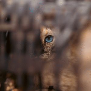 Blue eyes Kitty Print