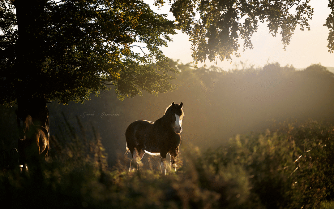 Whispers of the Highlands: A Dreamy Journey Through Scotland With Dogs & Horses