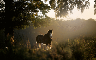 Whispers of the Highlands: A Dreamy Journey Through Scotland With Dogs & Horses
