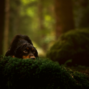 Dog laying down on the moss