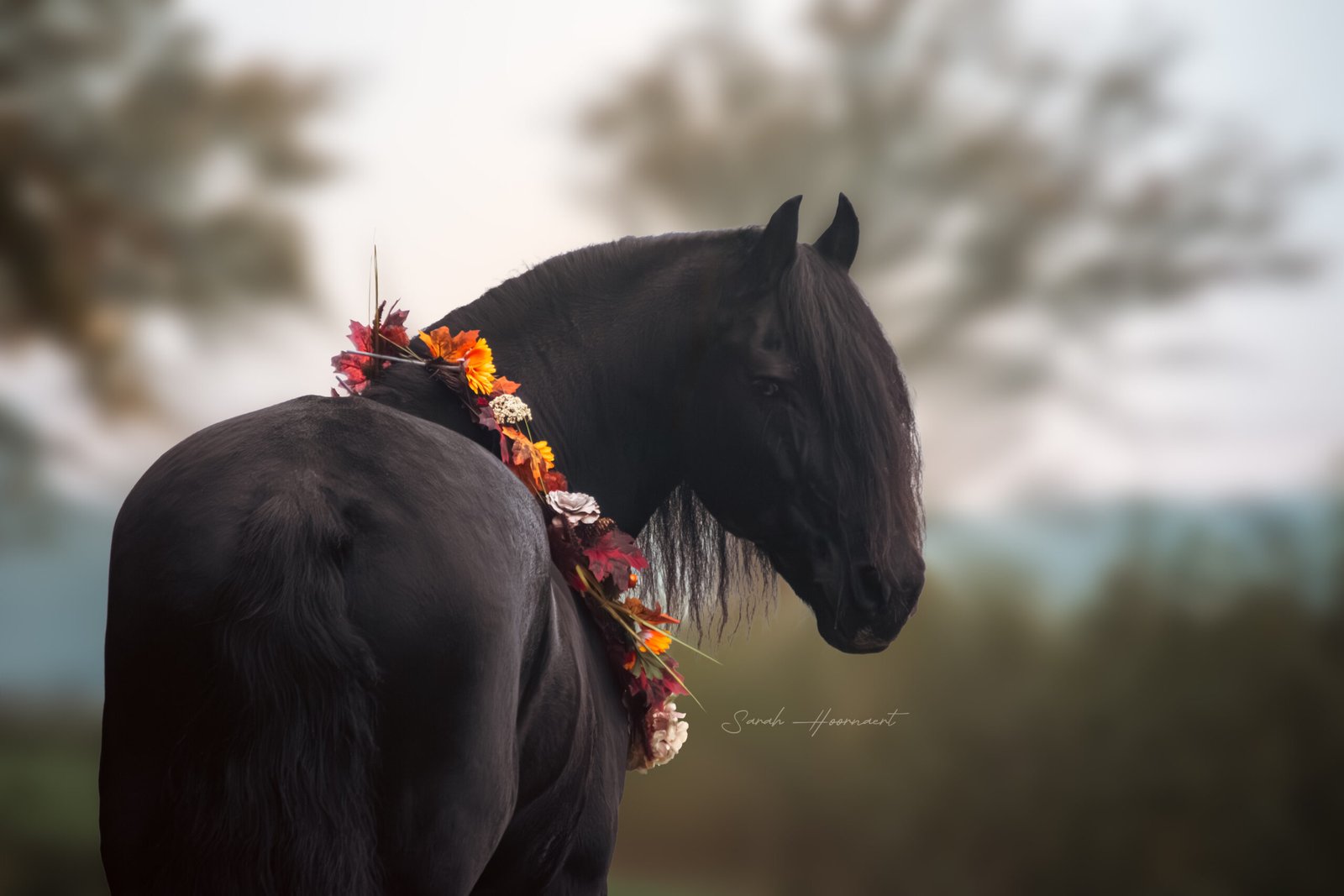 SHPhotography-3077