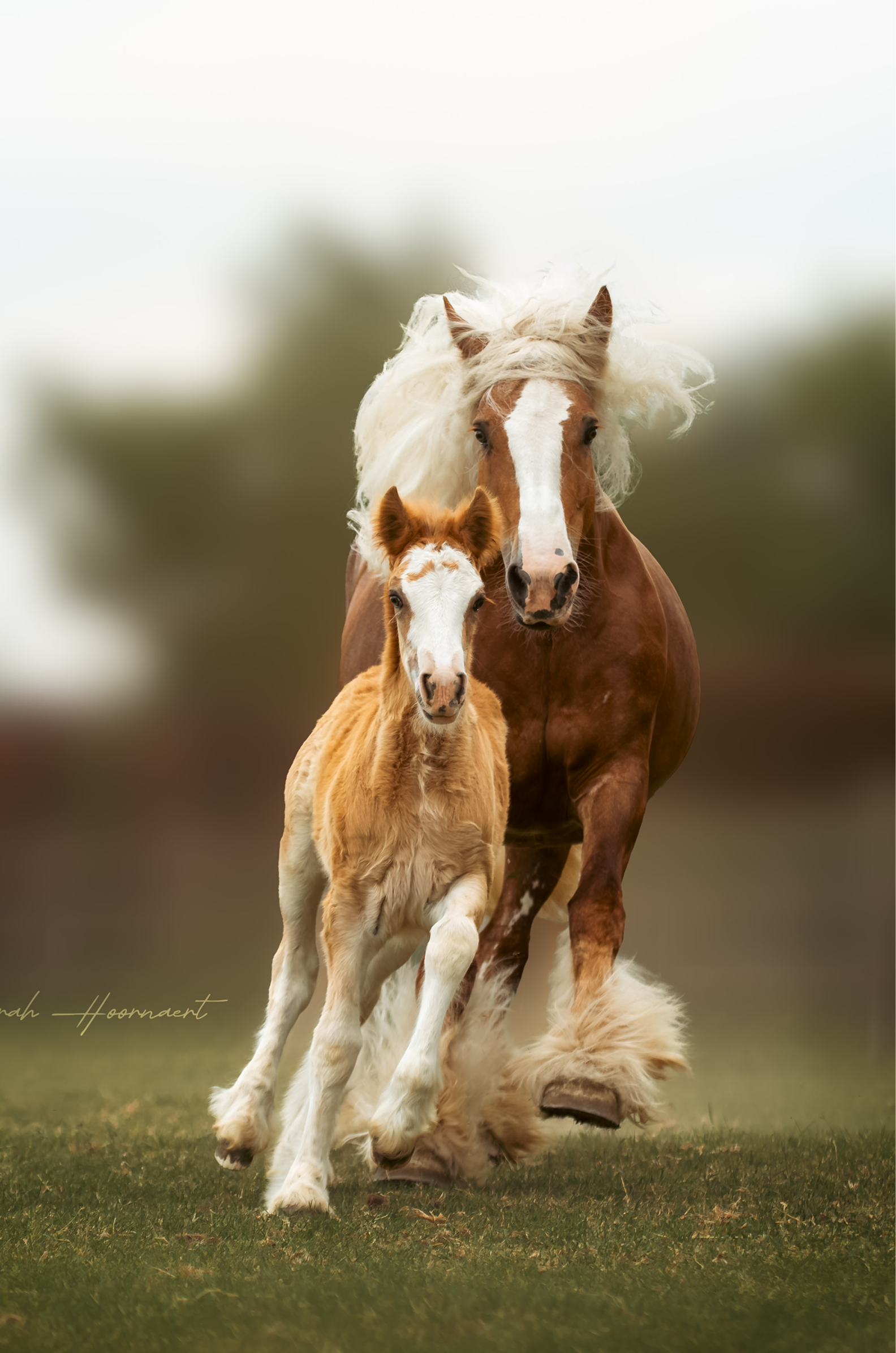 SHPhotography-5725 3