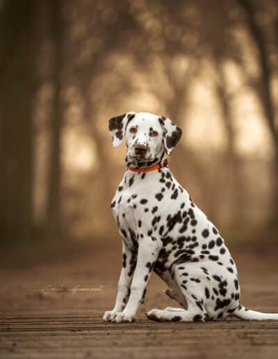 Brown Dalmatian puppy posing for the camera in the forrest with an orange collar on.